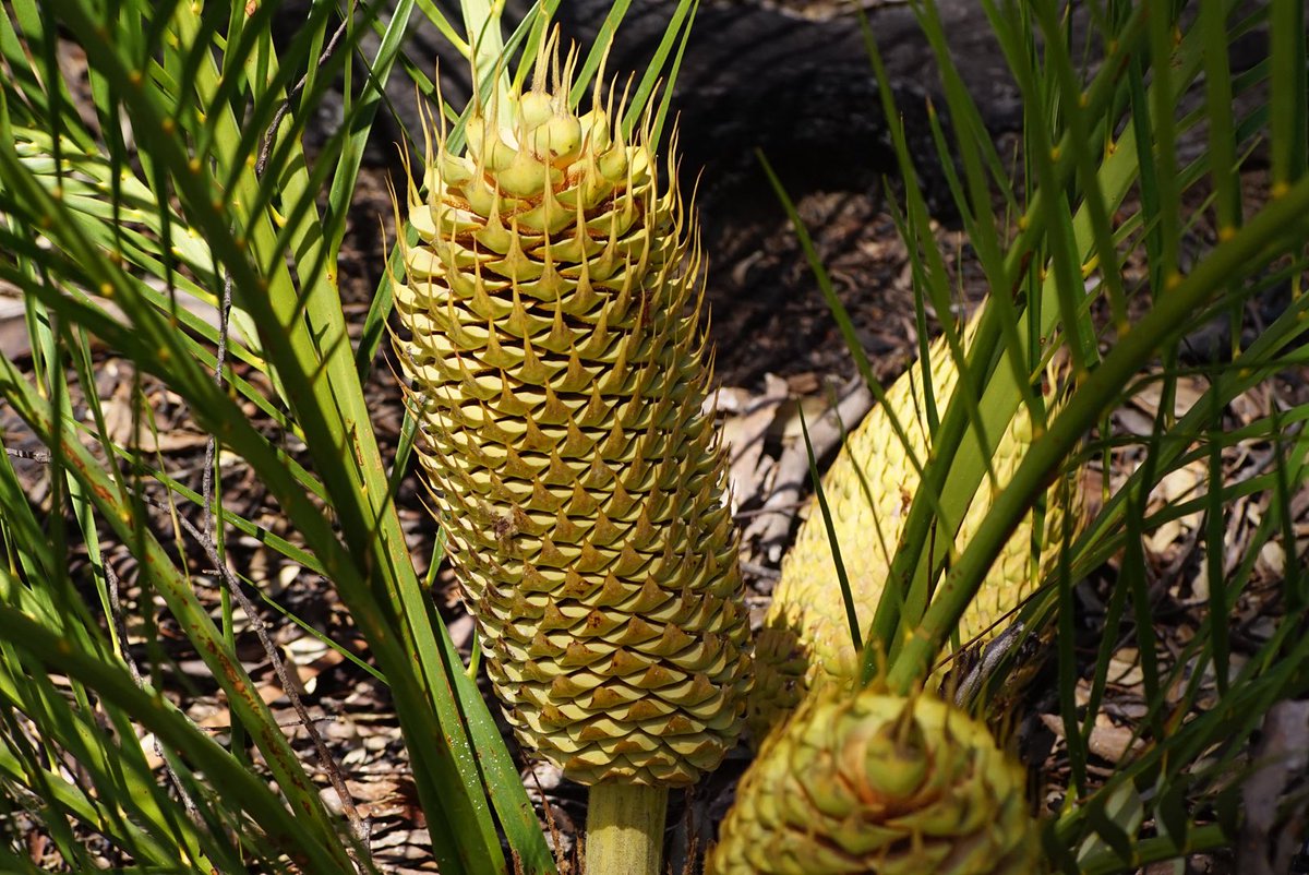 lost_in_botany's tweet photo. Best guess #Macrozamia riedlei producing  female cones! Hopefully full of fruit ready for emus to eat! https://t.co/8npgSA8rAP