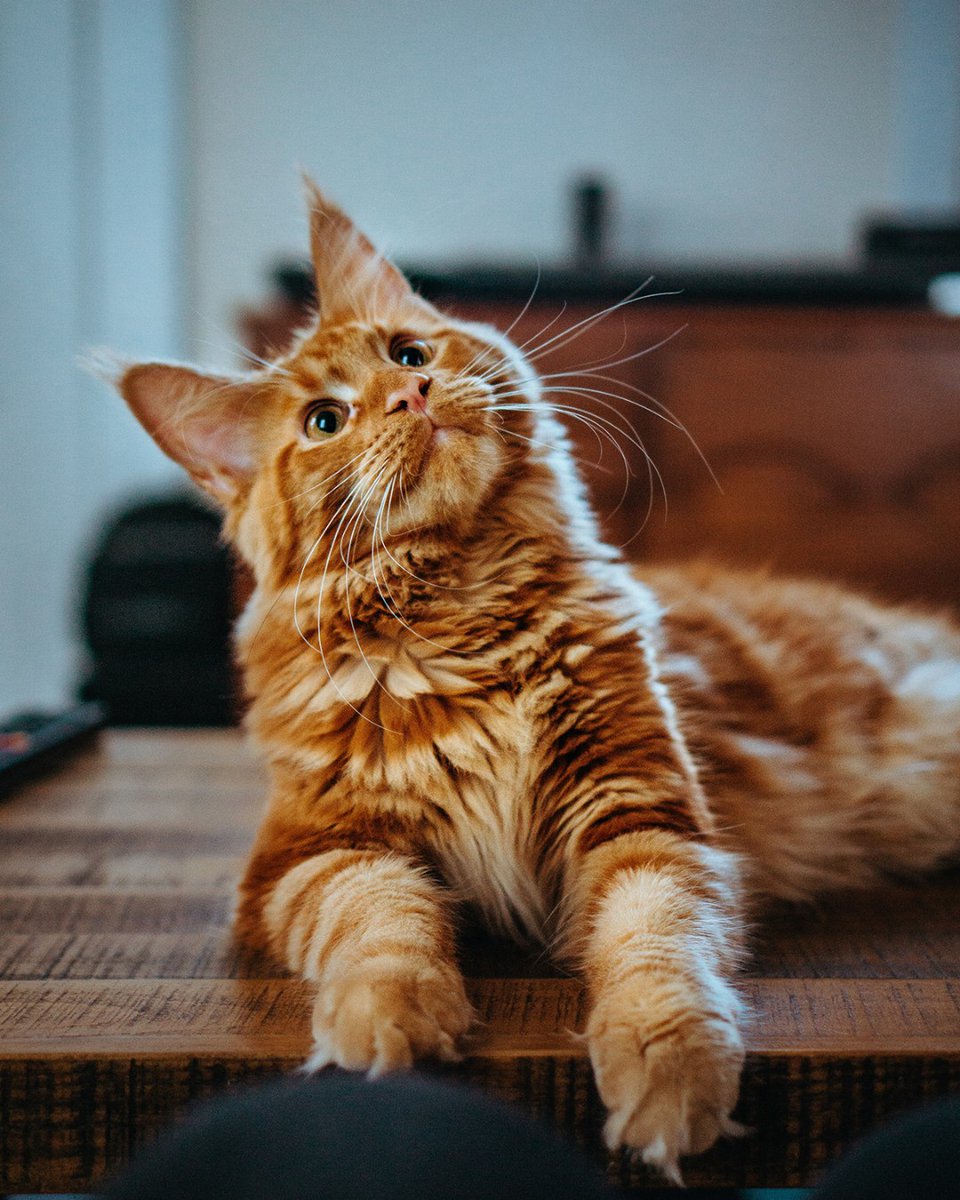 Tweet by Purdue Veterinary Medicine