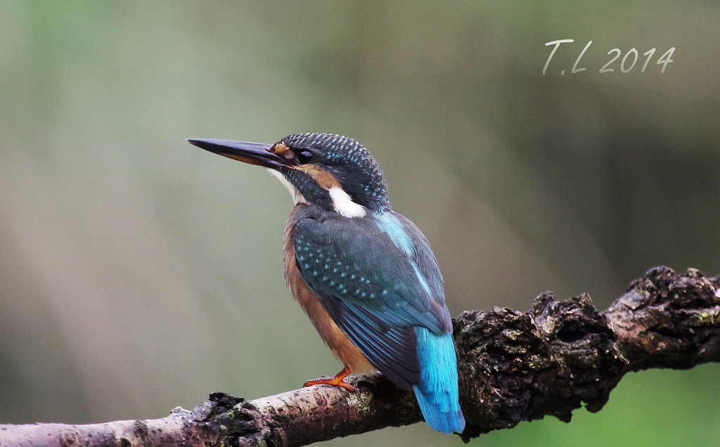 binglien's tweet photo. #翠鳥 #捕魚
#photographer: terrylee
#飛羽 #生態 #攝影 #kingfisher #Alcedo #atthis #Birds #ecological #photography #Taiwan 
https://t.co/3YuoKBmjFL https://t.co/aiHLXYLFM1