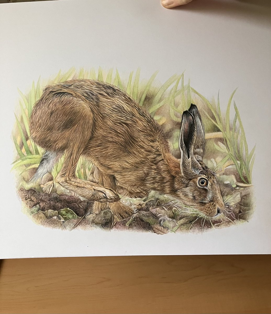This one is now complete. It’ll be off to the US quite soon I hope. #art #drawing #hare #colouredpencilart