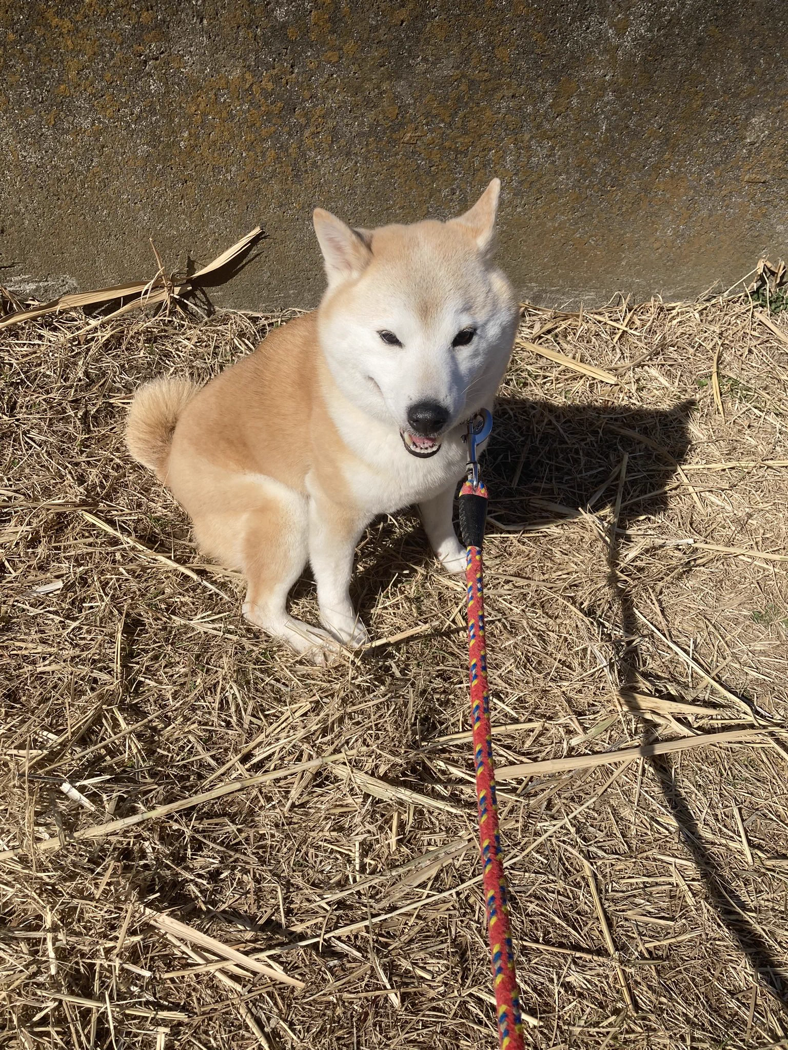 @K5dbZRmjNe77i5r 動かな犬 