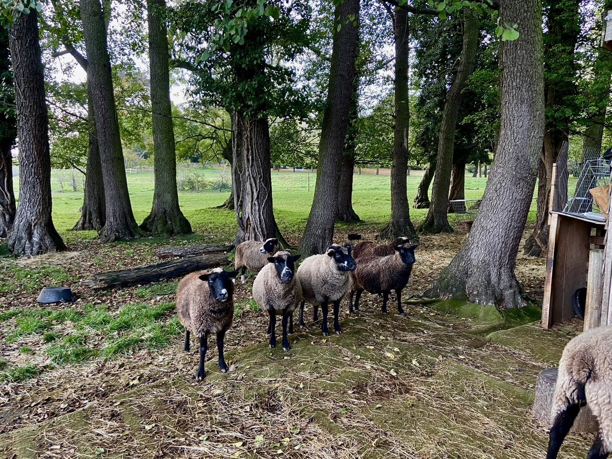 The hay party crew. Scout, Monty, Dexter and Maya all waiting patiently for hay shed to jump on the hay bales.

They are all available for sponsorships. More info here hoovesandtails.com/sponsor-an-ani…

#sheep #sheeple #rescuesheep #sheepsoftwitter #veganfortheanimals #sponsorasheep