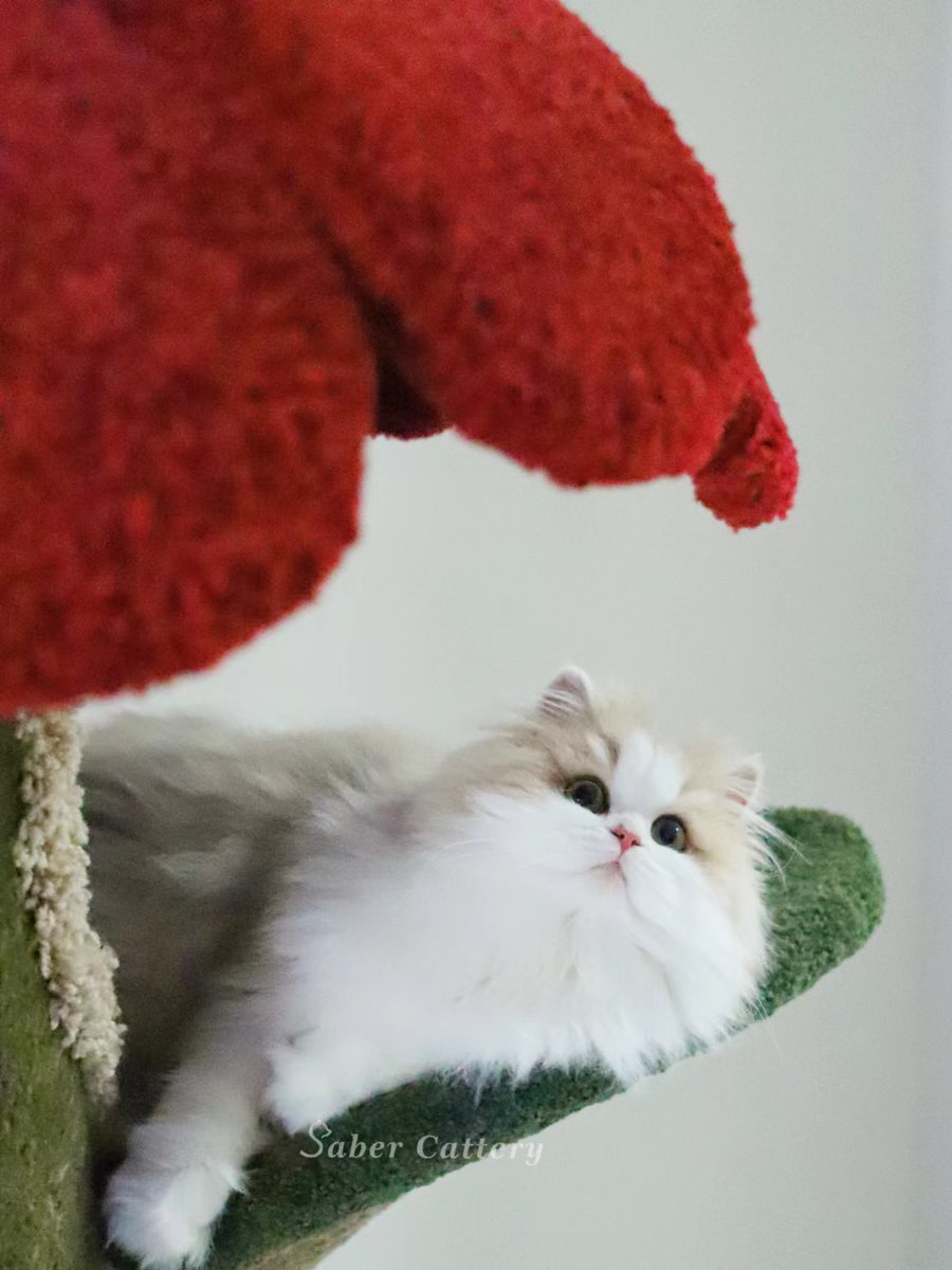 CatterySaber's tweet photo. My breeding cat.
Female
BLH ay1103
#藍金漸層 #藍金 #藍金加白 #藍金漸層加白 #britishlonghair #britishshorthair #ay11 #cat #lovecats #fluffycats #kitten #cattery #CatsofTwittter #CatsOnTwitter  #kittensoftwitter https://t.co/gIEoYNJlzn