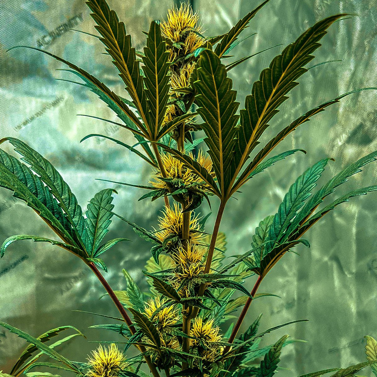 Meph Wedding, Day 42