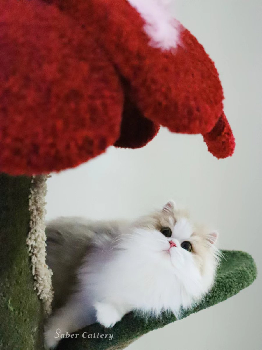 CatterySaber's tweet photo. My breeding cat.
Female
BLH ay1103
#藍金漸層 #藍金 #藍金加白 #藍金漸層加白 #britishlonghair #britishshorthair #ay11 #cat #lovecats #fluffycats #kitten #cattery #CatsofTwittter #CatsOnTwitter  #kittensoftwitter https://t.co/gIEoYNJlzn