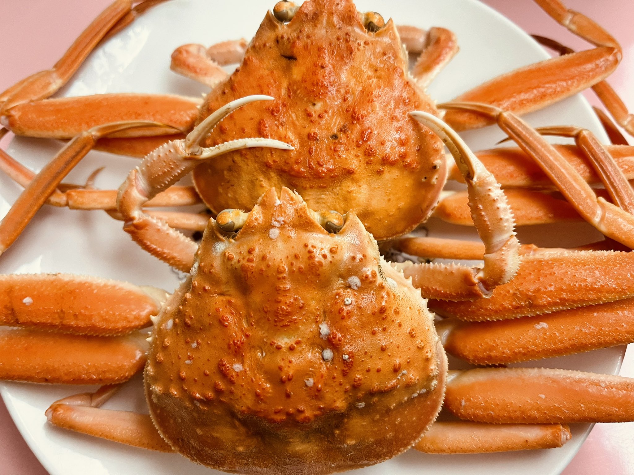 توییتر セコ蟹 جستجوی توییتر