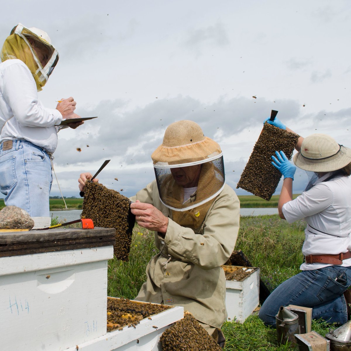 ProjectApism's tweet image. Ahead of #GivingTuesday (Nov 29), we’re sharing ways you can express generosity right from your own home. 
1. Share PAm&apos;s story
 projectapism.org/project-apis-m… 
2. Donate to support research.
bit.ly/3QKUqPf  
3. Read about other ways to help bees! 
beehealthcollective.org/how-you-can-he…