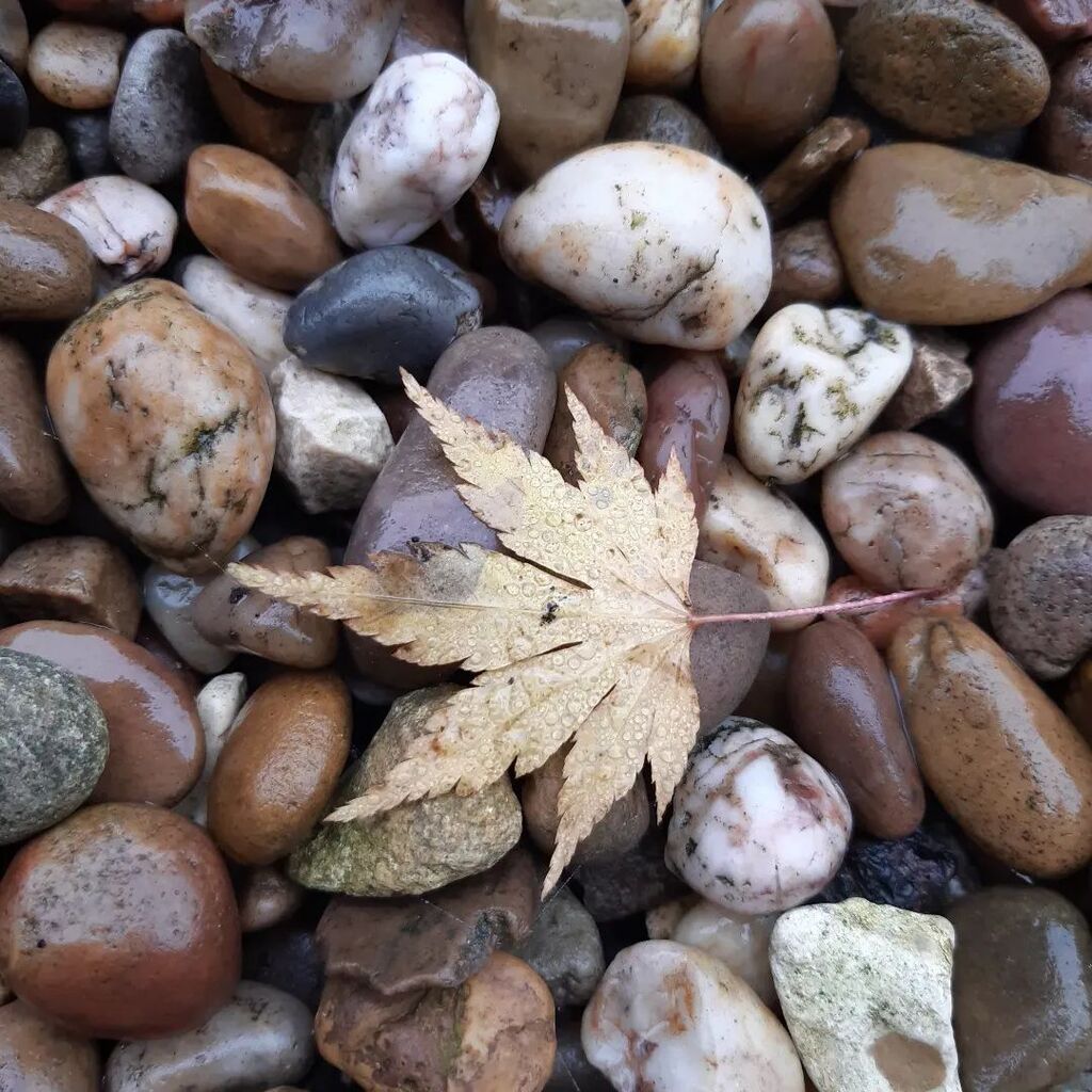 lunderscoreh's tweet photo. Autumn

#autumn #leaves #autumncolours https://t.co/RoUcB7EVlF