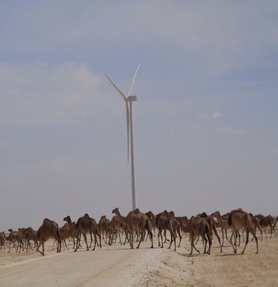 [ PROJET COMPENSATION CARBONE ] Mauritanie / Nouakchott 

💨 SOUTENIR UN PROJET ÉOLIEN PIONNIER 

➡️  Découvrez le projet :
globalclimateinitiatives.com/services/proje…

#ecologie #rechauffementclimatique #ecoresponsable #environnement #developpementdurable #durable #compensationcarbone #mauritanie