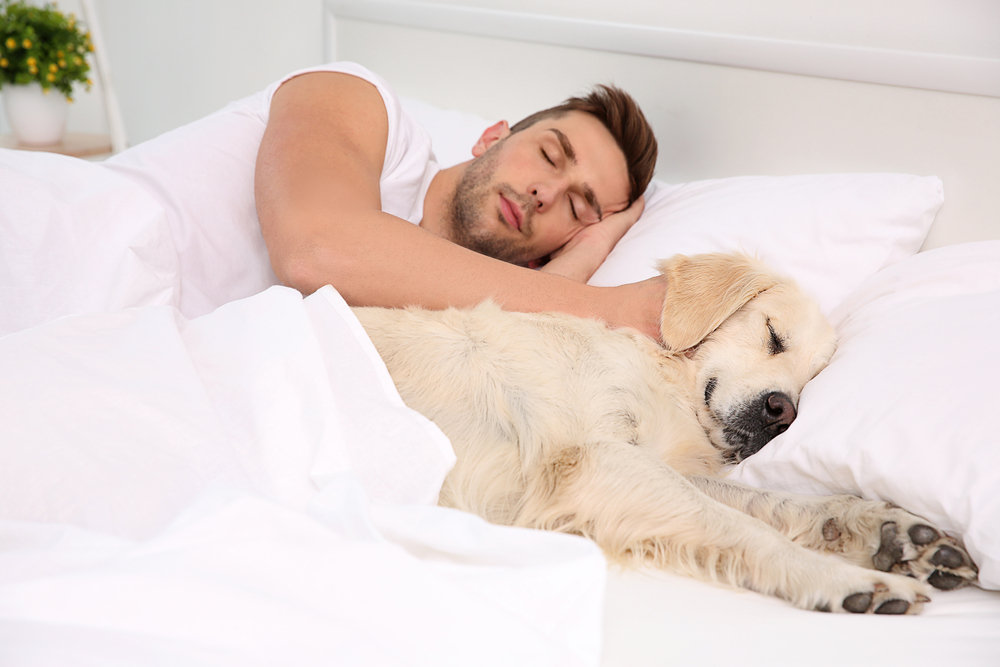 dogs365's tweet photo. who dogs choose to sleep with

Dogs are not solitary animals and their desire to sleep beside their owners is instinctual. In fact, if you live with more than one dog and the relationship between them is good, you've probably noticed that they never sleep alone. The majority https://t.co/GSpCCkiC0B