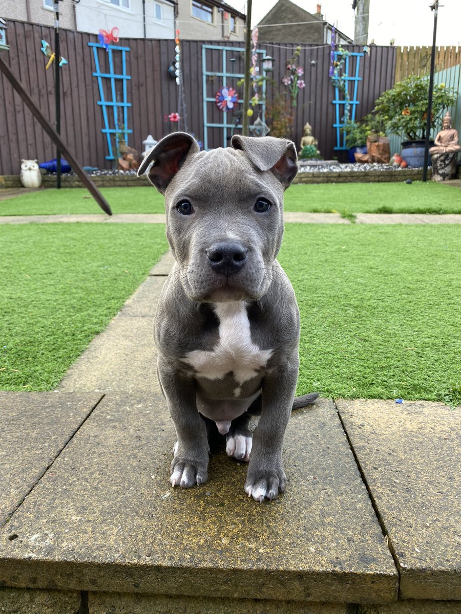 StaffieRuby's tweet photo. We have decided to add to the love &amp; chaos in our family. Please welcome Baxter 🐶 ❤️ https://t.co/M0LiVwovEM