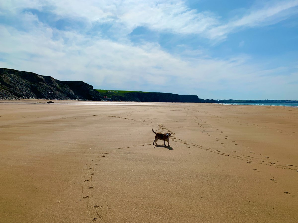 TheBarmyBeagle's tweet image. Is there anything better than the pitter-patter of beagle paws on the sand? 🥰