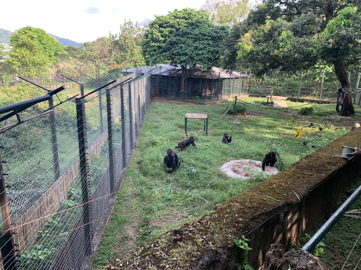 ChrisDennysUK's tweet image. À @LimbeWildlife nous avons découvert le travail incroyable du #MINFOF et pandrillus pour #éduquer, #protéger et #restaurer les espèces sauvages menacées #cop27 #climat #biodiversité