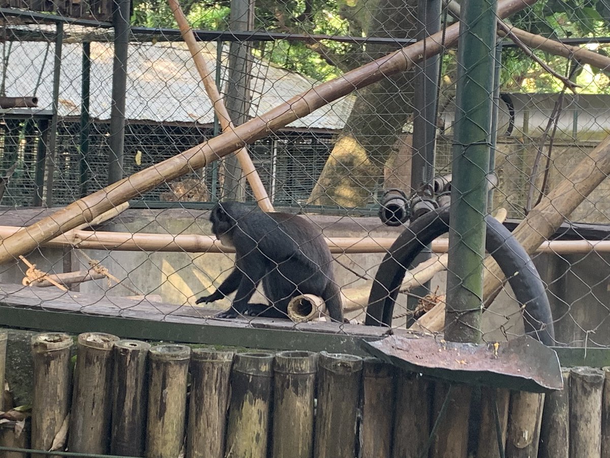 ChrisDennysUK's tweet image. À @LimbeWildlife nous avons découvert le travail incroyable du #MINFOF et pandrillus pour #éduquer, #protéger et #restaurer les espèces sauvages menacées #cop27 #climat #biodiversité