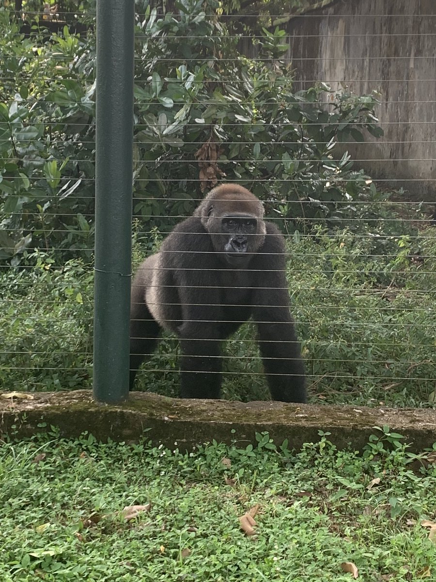 ChrisDennysUK's tweet image. À @LimbeWildlife nous avons découvert le travail incroyable du #MINFOF et pandrillus pour #éduquer, #protéger et #restaurer les espèces sauvages menacées #cop27 #climat #biodiversité