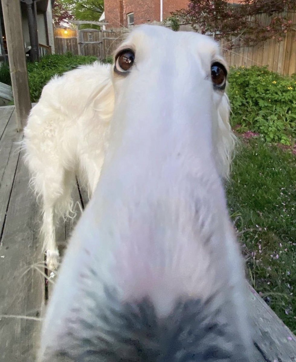 WeRateDogs tweet media