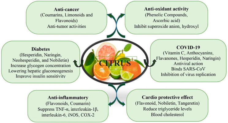 IberianCitizen's tweet photo. Cítricos : una descripción general de los usos alimentarios y los beneficios para la salud
👉Beneficios para la salud de los cítricos y su constituyentes🍋🍊🧐
#dieta #ECV #citrico #COVID #Antioxidante
https://t.co/p8xzInQtyS https://t.co/IyeWXbpVxq