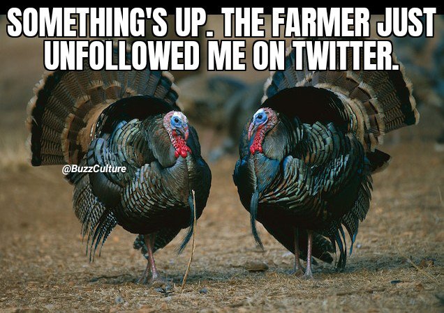 Oopsy... 🦃 #Funny #Turkey #Thanksgiving #FunTimes