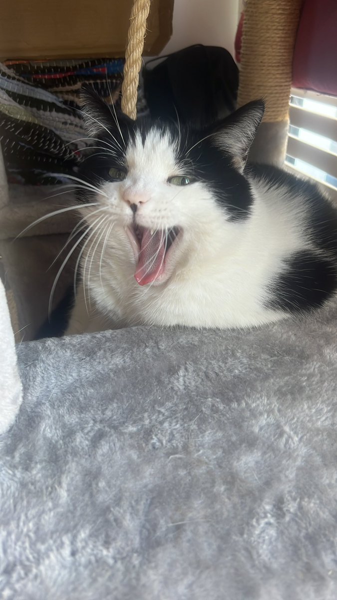 hoarderella's tweet photo. Just finished @SusanCalman’s Audiobook, Cheer Up Love. I spent so much time nodding as I drove along, I probably looked like the Churchill dog. But just wanted to say - thank you. I told my friend the other day, and I agree, that #susanisawesome
My cat agrees too. https://t.co/6BdNephIhk