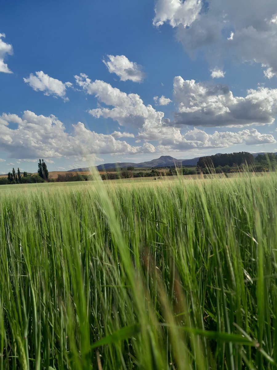 smsaulino's tweet photo. @argenbiooficial Si Dios quiere, esta #Cebada2022 monitoreada con tecnología #agtech de @auravant y creciendo en el #SOBonaerense, se cosechará a fin de año. En el 2023 se convertirá en #Cerveza y será parte de algún festejo entre amigos, familia o con vos mismo.🌾--> 🍻🍺 #ElCampoEnTuvida https://t.co/8VkiUC22Q3