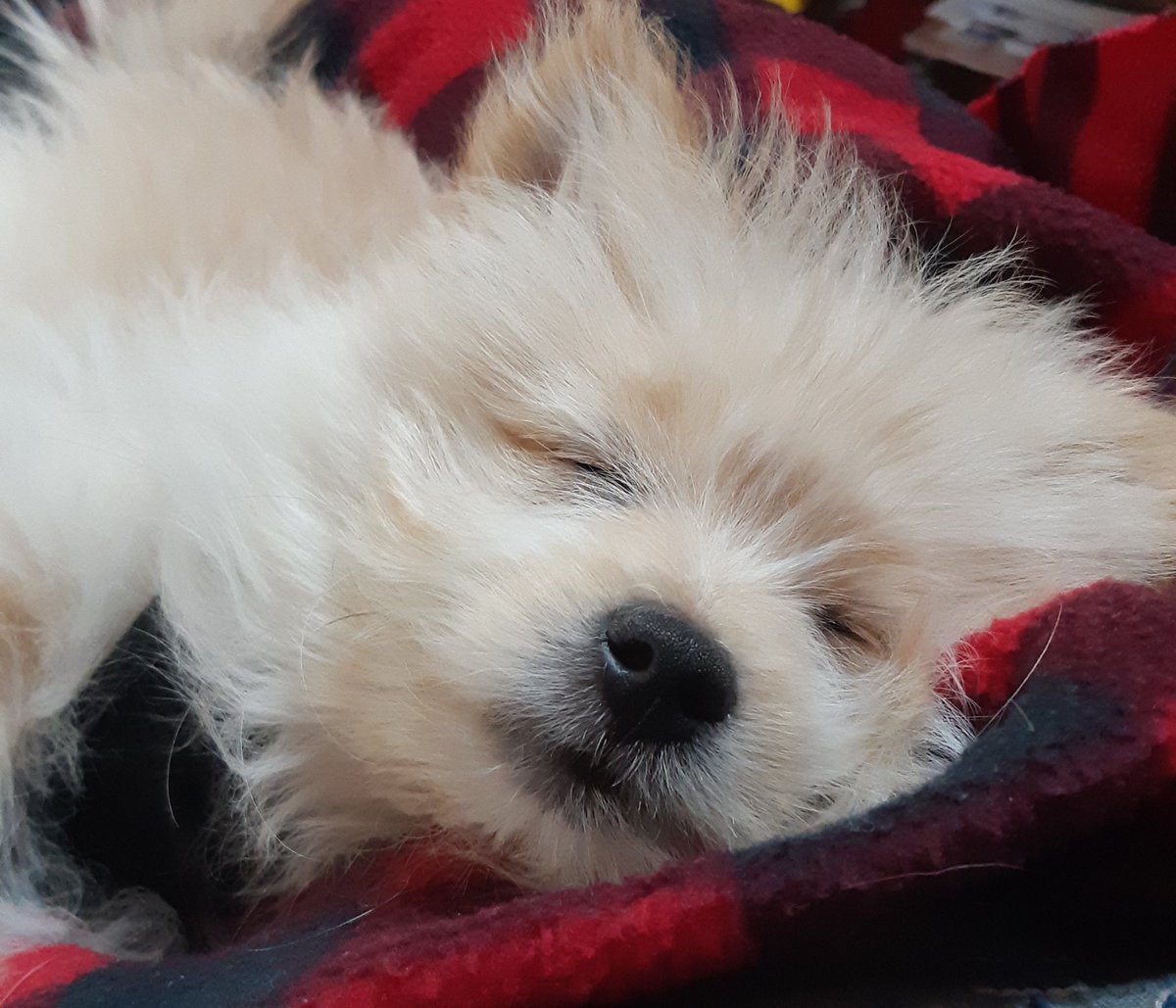 MargyGi's tweet photo. @jannarden Same same... he's been with me just 2 weeks and I'm having better sleeps. https://t.co/UChfNaJDHW