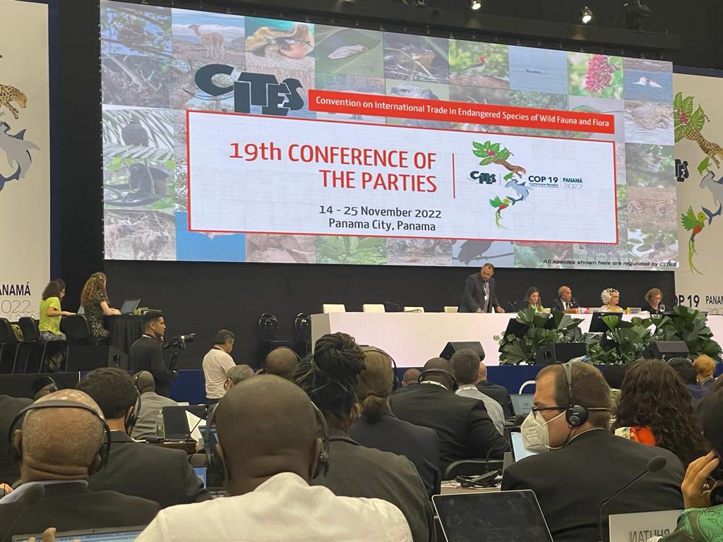 IccnRdc's tweet image. Première prise de parole à la COP19  de la CITES ce lundi 14/11/22, par le coordonateur, M. Augustin NGUMBI, au nom de l&apos;ICCN. Cette Conférence des Parties se tient à Panama City, du 14 au 25 novembre 2022, devant 5000 délégués venus du monde entier.