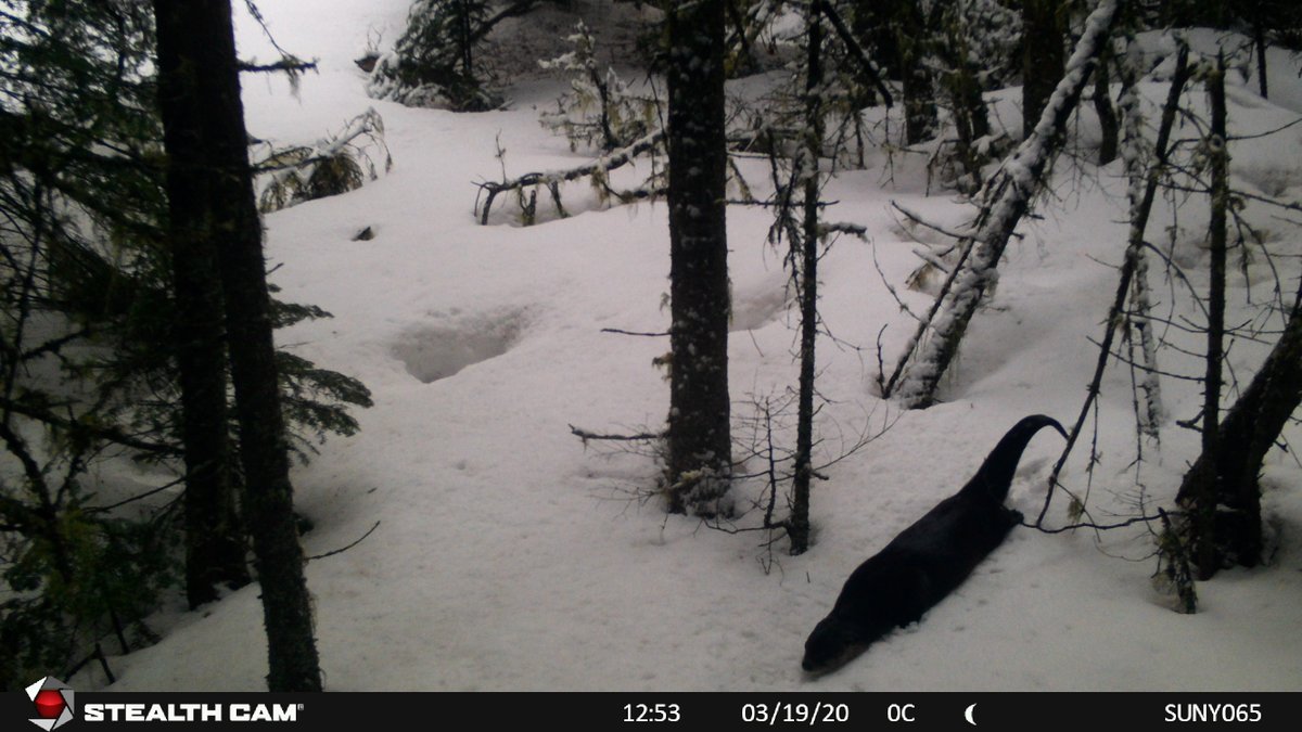 River otters' streamlined body not only makes them great swimmers but also great at belly sliding on snow.