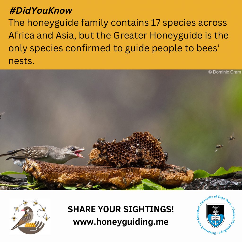 Have you ever seen a Greater Honeyguide? Did it guide you or not? Let us know your #honeyguidestories! Share your sightings on honeyguiding.me #DidYouKnow #birds #honeyguide #birding #CitizenScience #ornithology