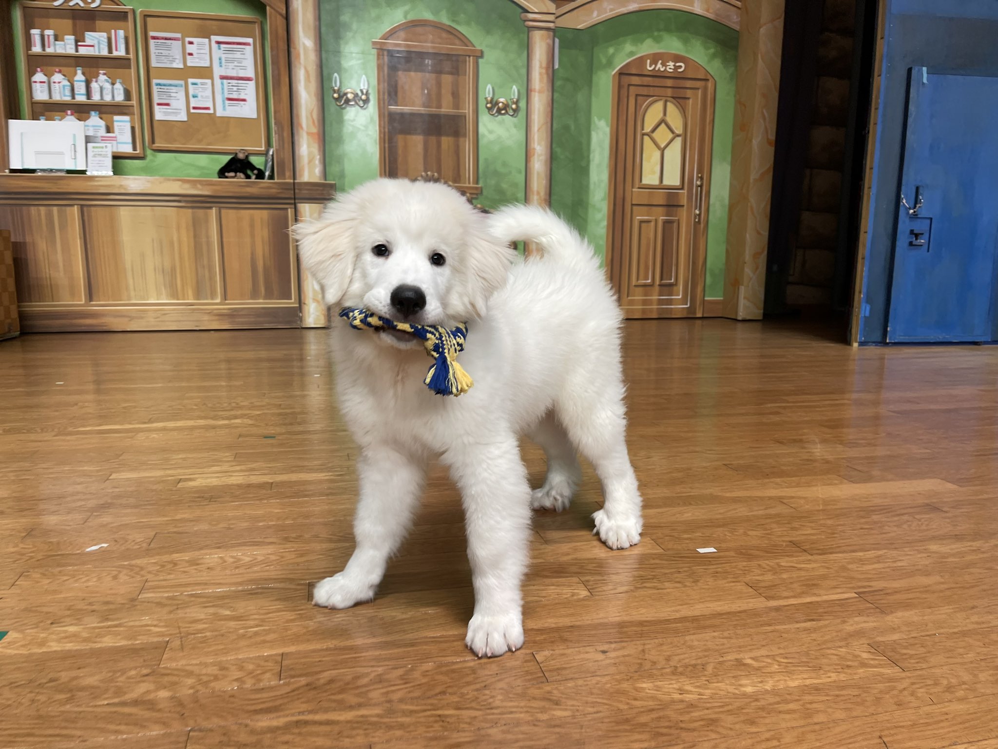 ホルンくん ②レミン＆ソラン ソランちゃんとホルンくん セット