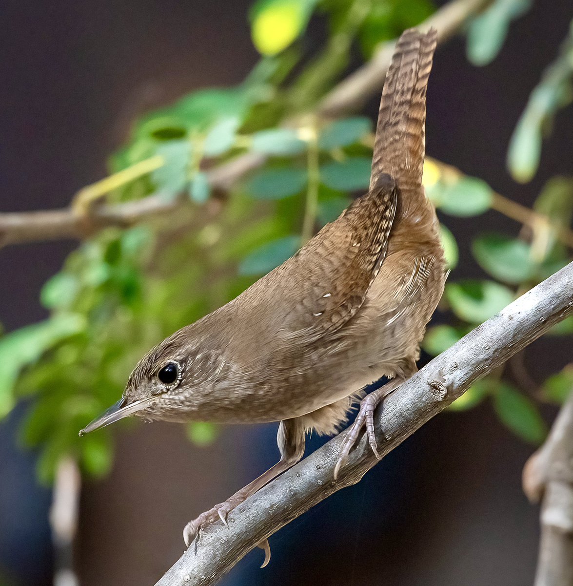 A classic House Wren pose. Look at those long legs and feet!