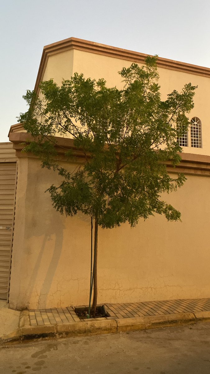 اللي يبي شجرة ظل صديقة للبيئة لا تؤثر على البنية التحتية سريعة جداً تتحمل لواهيب صيف الرياض ما قد احد زرعها واشتكى منها يزرع #النيم ولا يشاور وخلال ثلاث سنوات بمشيئة الله يوقف موتره تحتها .
#من_تصويري قبل قليل وعمرها سنتين.
#الاشجار 
#اغرسها