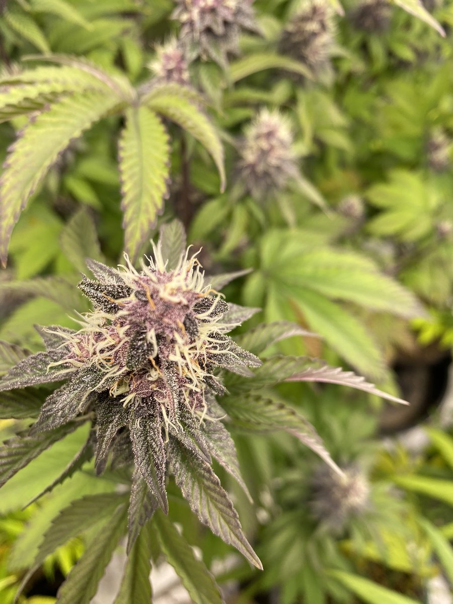 Cheluis1979's tweet photo. Tent situation under @MarsHydroLight and @irvineseedco strains. #Mmemberville #growyourown it’s starting to get cold now and plants are showing it. https://t.co/1sBItp7LqS