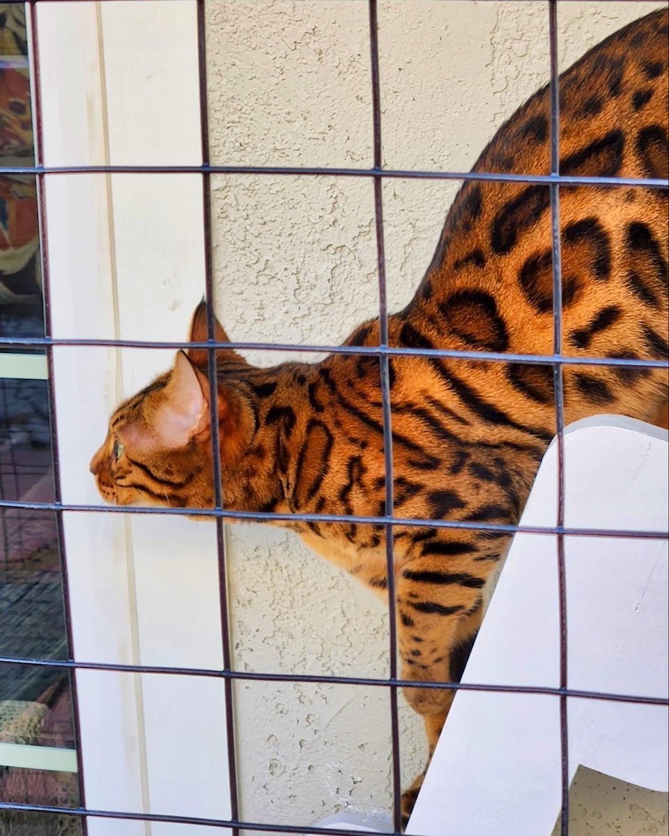 CatioGuy's tweet photo. Sweet Pea and Boo Boo's Upland catio was built in a nook, so it blends in perfectly with the home, making both the furballs and the hoomans happy! ���😊

#cat #cats #catstagram #catio #catios #catioguy #customcatios #customcatio #catenclosure #catsofinstagram #CatsofTwittter https://t.co/1u1vdsRNtC