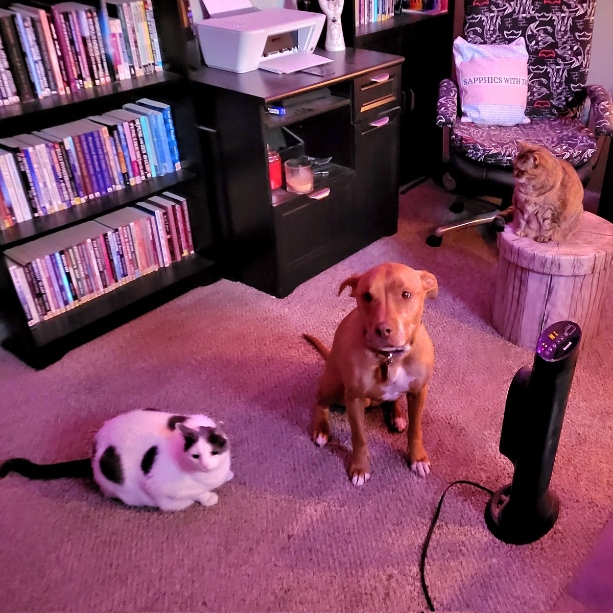 katenauthor's tweet photo. #Doggleaday doesn't like sharing the spotlight OR the heater.
#JillyBean #ChillyJilly https://t.co/dfozLDJALY