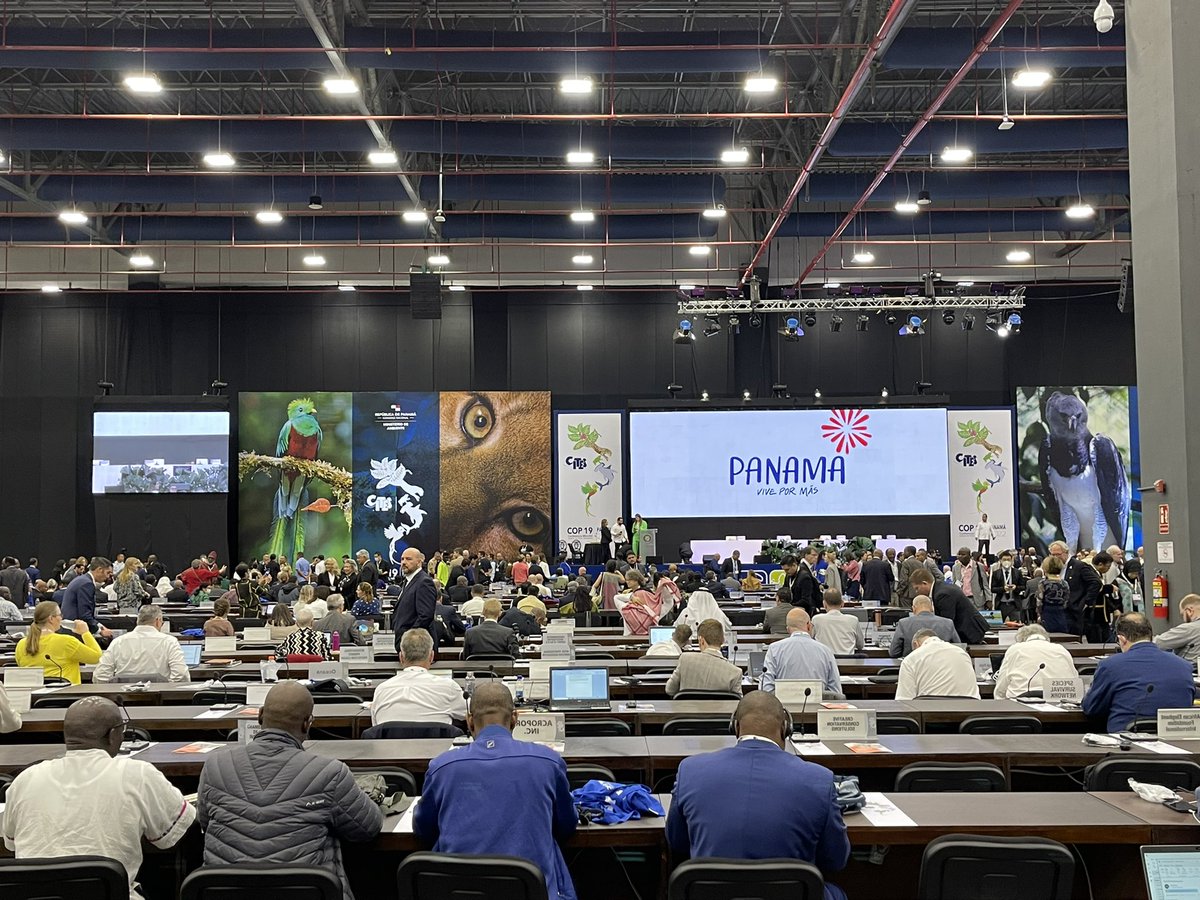 stacimclennan's tweet photo. It’s Day 1 of #CITESCoP19 as Parties meet to take decisions for many species in wildlife trade. Let’s see action for #sharks #glassfrogs #snappingturtles and others. @ifawEU 🦈🐢🐸 https://t.co/8r7APEkBw6