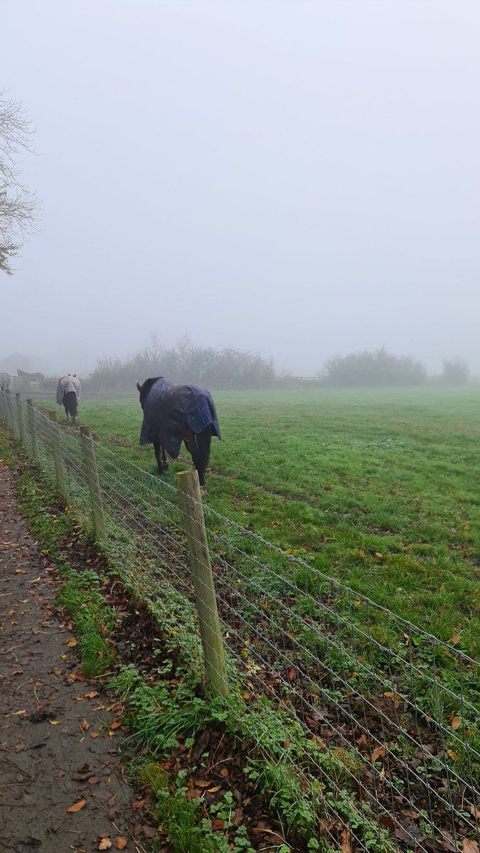 How my #NIHR #DRF interview prep is going: 
Practiced my presentation with the horses I pass on my daily walk. One was interested, the other two walked off. Hoping for better results on the day.
