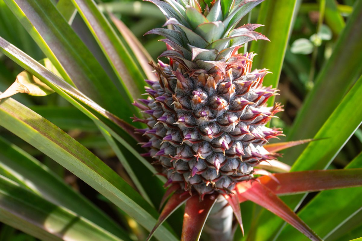 Today we documented the success of Sonko Moses, a farmer in the Luweero region of the Wankanya parish who recieved pineapple suckers from <a href="/KulikaUganda/">KulikaUganda</a> as part of the EOAI project in conjunction with <a href="/BiovisionAfrica/">Biovision Africa Trust</a> and <a href="/pelum_uganda/">PELUM Uganda</a>