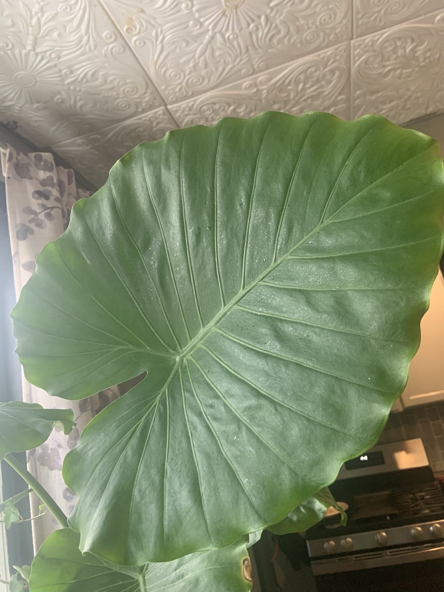 sptrishyyy's tweet photo. There are no gardening mistakes, only experiments. KP https://t.co/6pRKiTbYez