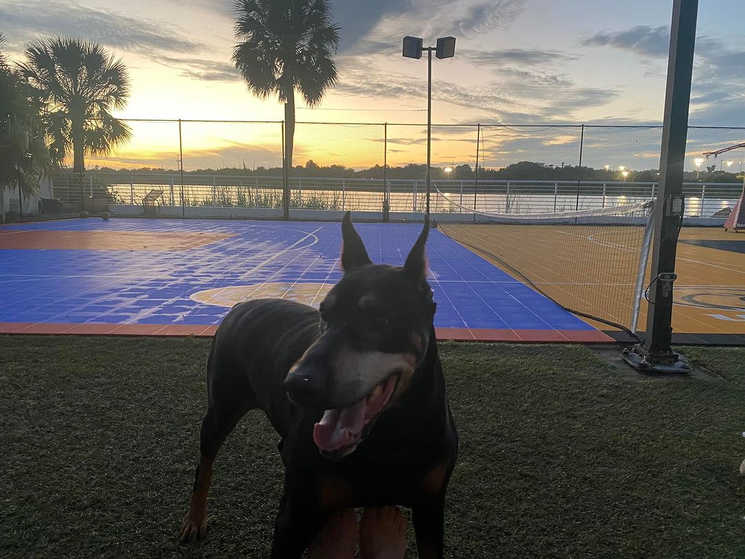 IfogahB's tweet photo. Apollo, head of security keeping an eye on things not much gets passed him!! #securityguard #dobermanpinscher #doberman #dogpatrol #dogguard https://t.co/InpSOkZMmD