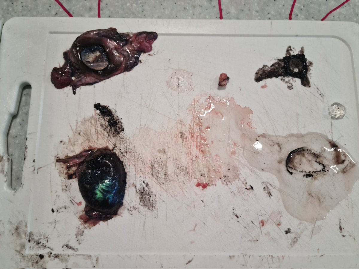 Before and After photos of our Advanced Higher Biology Eye ball dissection 👁👁👩‍⚕️👨‍🔬 Well done to Kaitlyn, Anja, Bethany &amp; Natalie for taking part 👏 #TeamBio