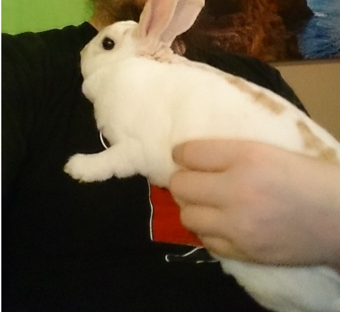 lard butt has crossed the rainbow bridge no stream tonight folks https://t.co/aJI3OoRUJV<a href="/tag/birthday"class="tags"><span>#birthday</span></a>