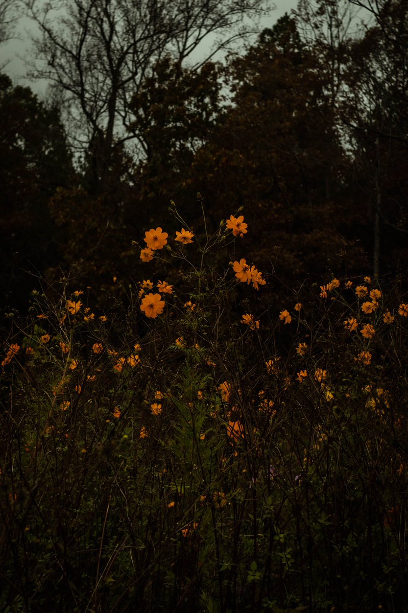 MPhotography099's tweet photo. I chose to go moody with this one to make the orange flowers pop #MacroMonday #macrophotography #Macro #moody #photo #photograph #NaturePhotography #nature https://t.co/ZeTV8YCH65