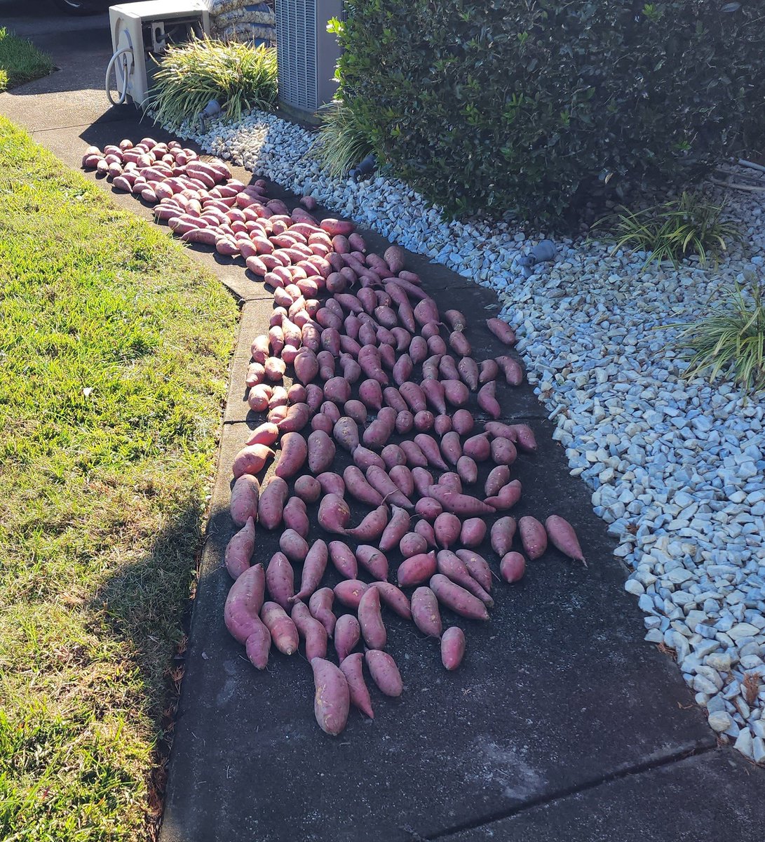 Seamus O'flaugherty tweet media