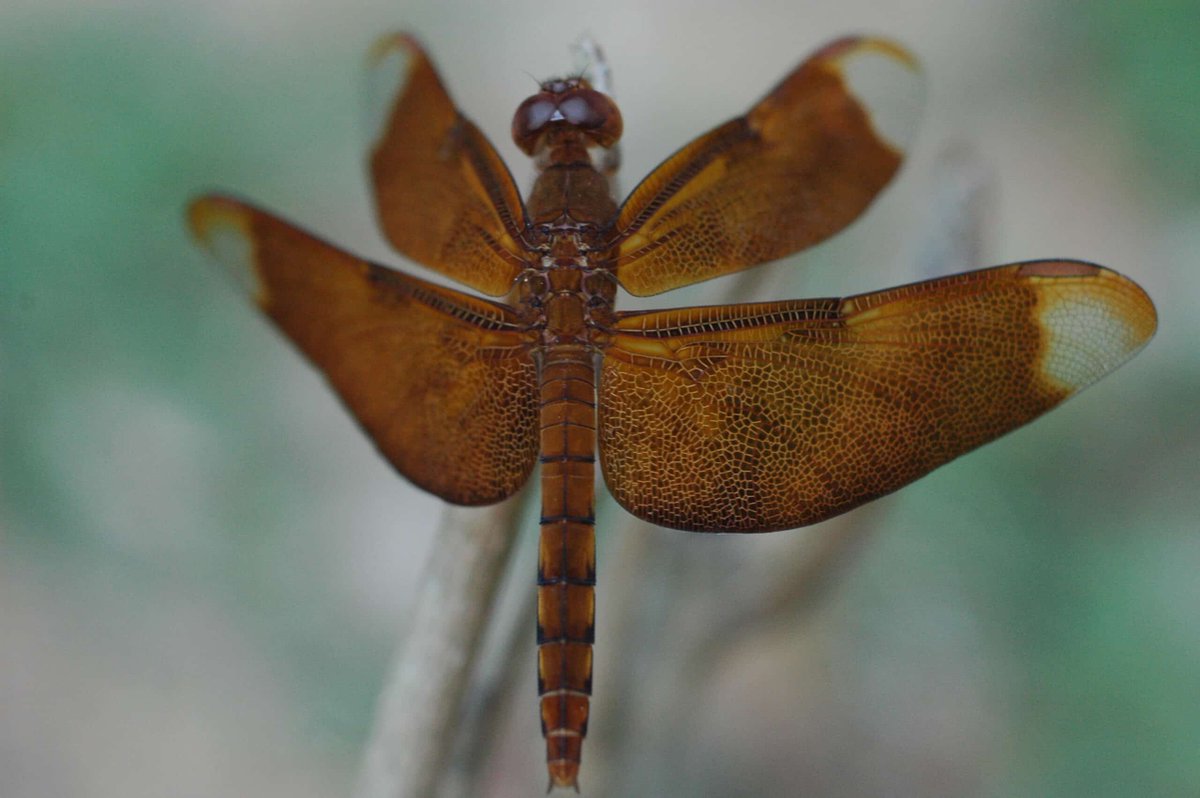 Berlin (AFP) - Umweltschützer warnen vor der Benutzung von Küchenlappen mit angeblich antibakterieller Wirkung. Die zur Bakterienbekämpfung verwendeten Stoffe würden "bei jedem Spül- und Reinigungsgang schrittweise ausgewaschen und landen in unseren

honighaeuschen.de/umweltschuetze…
