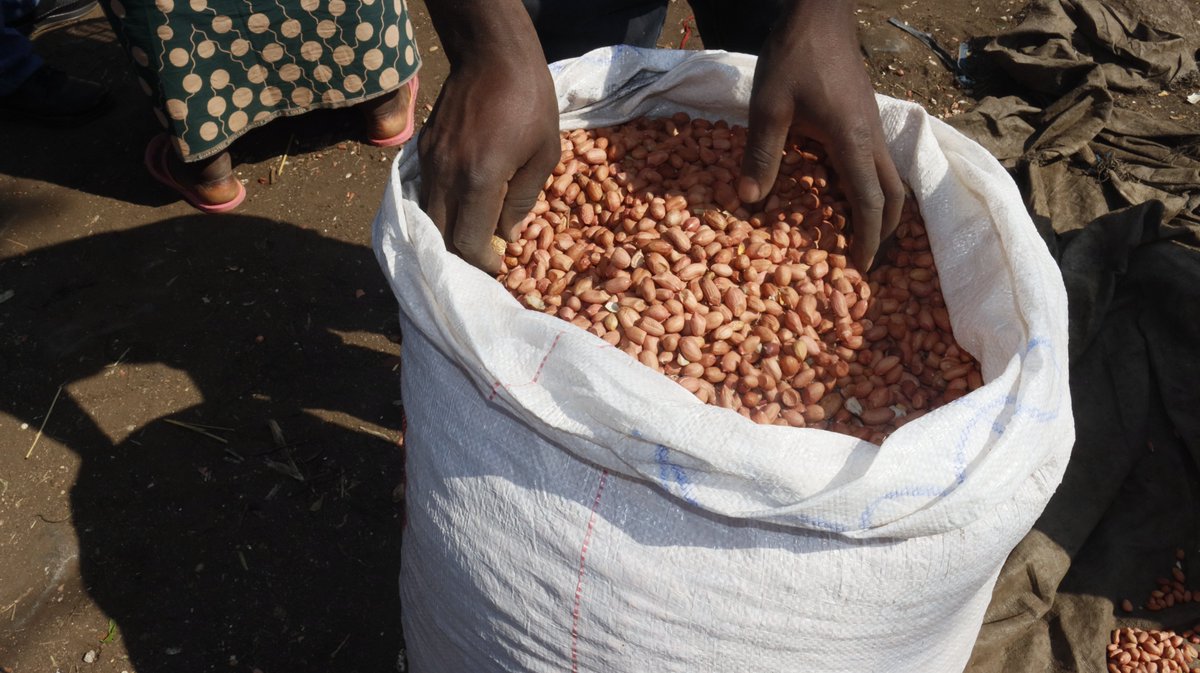 MwapataI's tweet photo. We conducted a Groundnut Value Chain Survey in 6 central region districts of Malawi, w/ the aim of filling important #knowledgegaps in Mw’s groundnut value-chain &amp; to inform government &amp; other stakeholders on #policies &amp; #practices to overcome constraints in the #sector https://t.co/xXOGO7lGEV