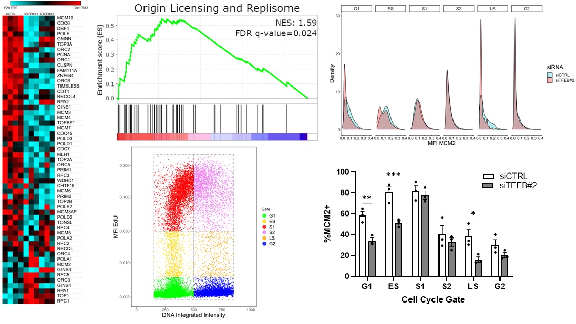 tpulinil's tweet photo. Instead, we found that #origin licensing was significantly compromised in TFEB knockdown TNBC cells, as measured by #RNAseq and #imagingcytometry, which potentially explains the proliferation defect. 5/7
@jbiolchem
https://t.co/6hjHjTgQuu https://t.co/BwHv3qjlXR