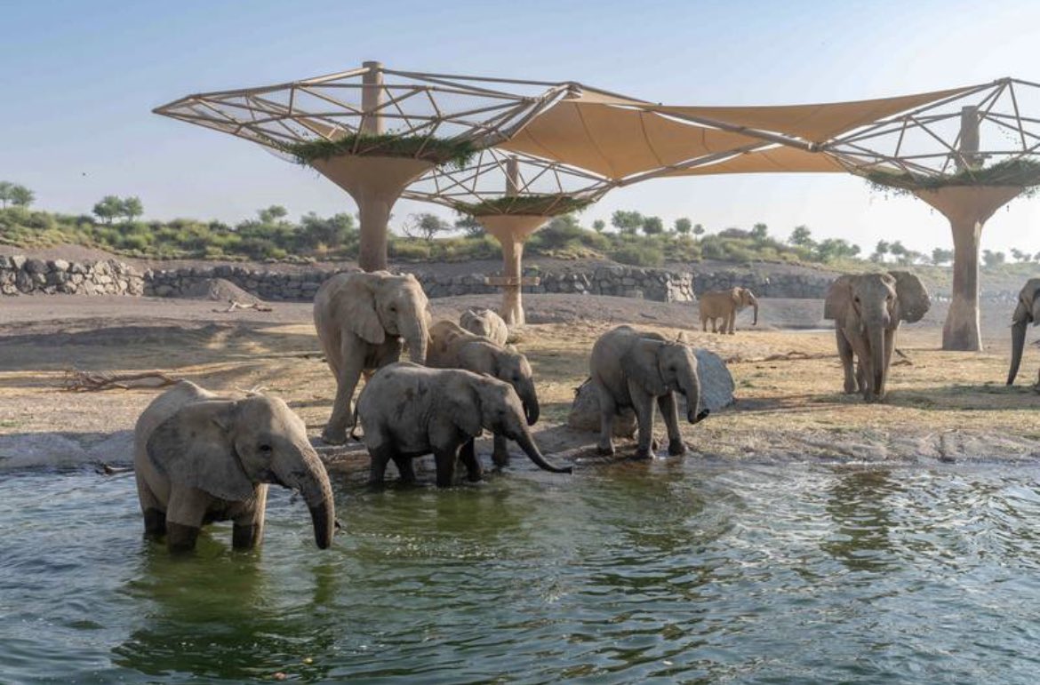 PRO ELEPHANT NETWORK tweet media