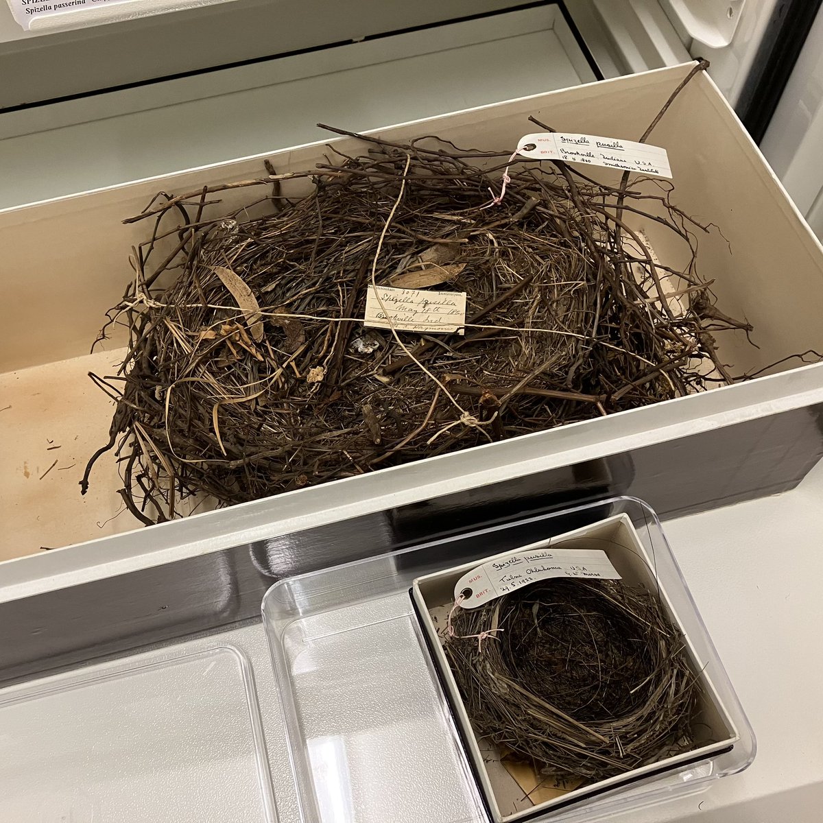 Two nests - both catalogued as being built by field sparrow (Spizella pusilla). The 9cm diameter nest was collected Oklahoma in 1922 whereas the 25cm diameter example was collected in Indiana in 1860. Something is amiss!  🤔