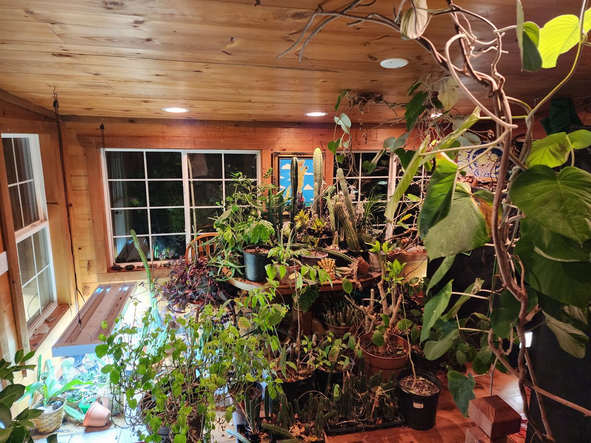 durgadamhsa's tweet photo. Shout out to the frog that has been humming melodic bliss into our ears. We hope you like our home jungle.. π
@Mayanlion1
#houseplants #housefrog #jungle #plants #twitterspaces #nature #humble #sunroom #savetheplanet #growplants https://t.co/H1rc42XyiT