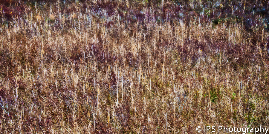 'Winter grasses, Auchnerran'

Prints and other products available by following this link:

redbubble.com/people/ipsphot…

#winter #grasses #auchnerran #gwctscotland